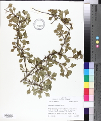 Crataegus spathulata image