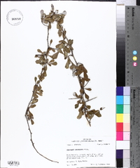 Crataegus spathulata image