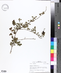 Crataegus spathulata image