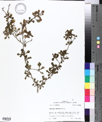 Crataegus spathulata image