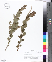 Crataegus uniflora image