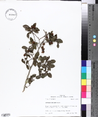 Crataegus uniflora image