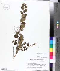 Crataegus uniflora image