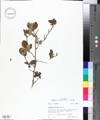 Crataegus uniflora image