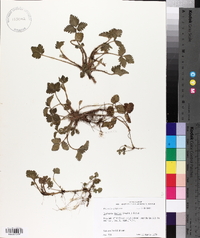 Potentilla indica image