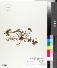 Potentilla indica image