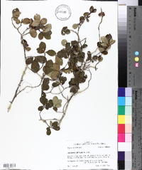 Crataegus uniflora image