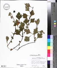 Crataegus spathulata image