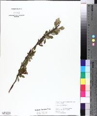 Crataegus spathulata image