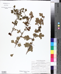 Crataegus spathulata image