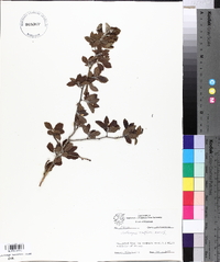 Crataegus uniflora image