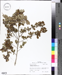 Crataegus uniflora image