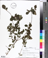 Crataegus uniflora image