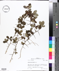 Crataegus uniflora image