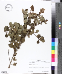 Crataegus uniflora image