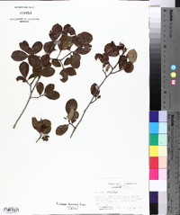 Crataegus uniflora image