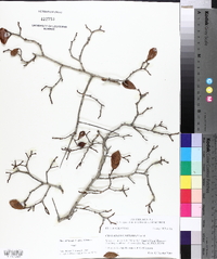 Crataegus uniflora image