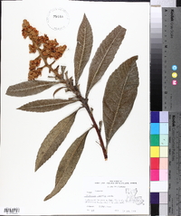 Eriobotrya japonica image