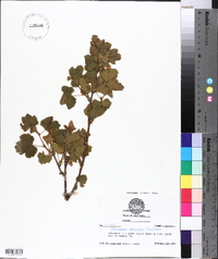 Physocarpus monogynus image