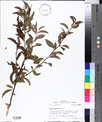 Prunus angustifolia image