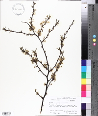 Prunus angustifolia image