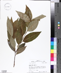 Prunus caroliniana image