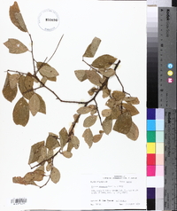 Prunus gracilis image