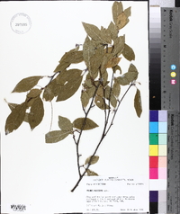 Prunus mexicana image