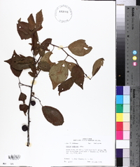 Prunus mexicana image