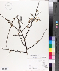 Prunus umbellata image