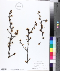 Prunus angustifolia image