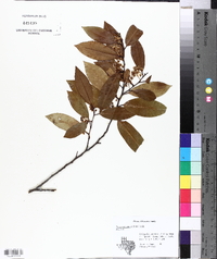 Prunus caroliniana image