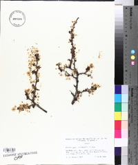 Prunus gracilis image