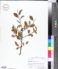 Prunus gracilis image