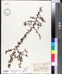 Prunus minutiflora image