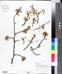 Prunus mexicana image