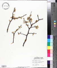 Prunus rivularis image