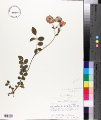 Rosa x noisettiana image