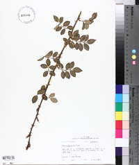 Rosa multiflora image