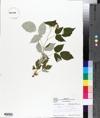 Rubus occidentalis image