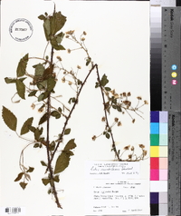 Rubus flagellaris image