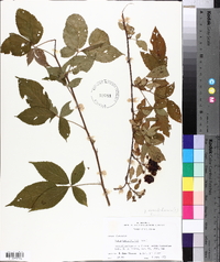 Rubus flagellaris image