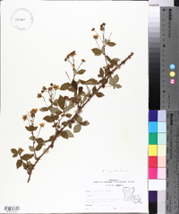 Rubus flagellaris image