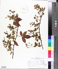 Rubus flagellaris image