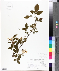 Rubus argutus image