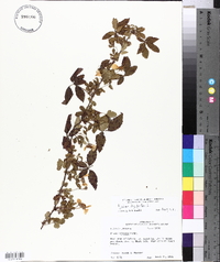 Rubus hispidus image