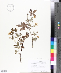 Rubus trivialis image