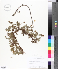 Rubus hispidus image