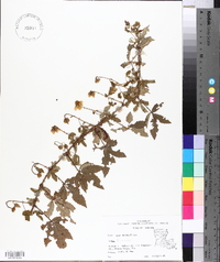 Rubus trivialis image