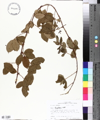 Rubus flagellaris image